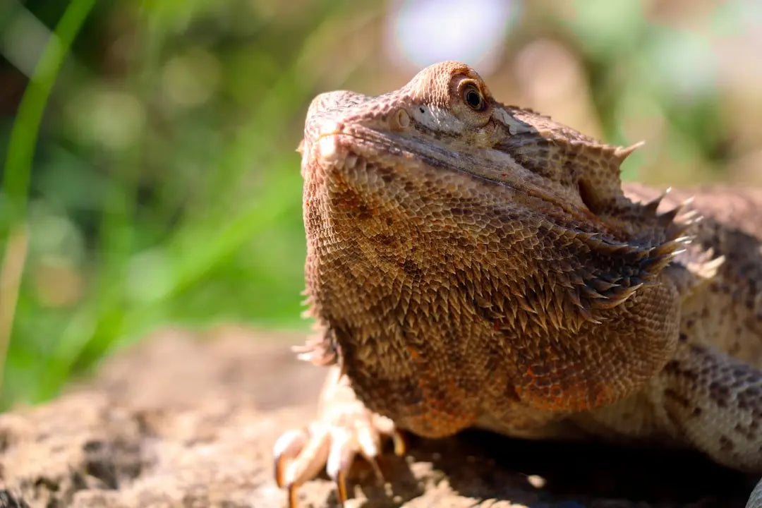 Discover-UVB-Lamp-Health-Benefits-for-Reptile-Wellness Talis Us