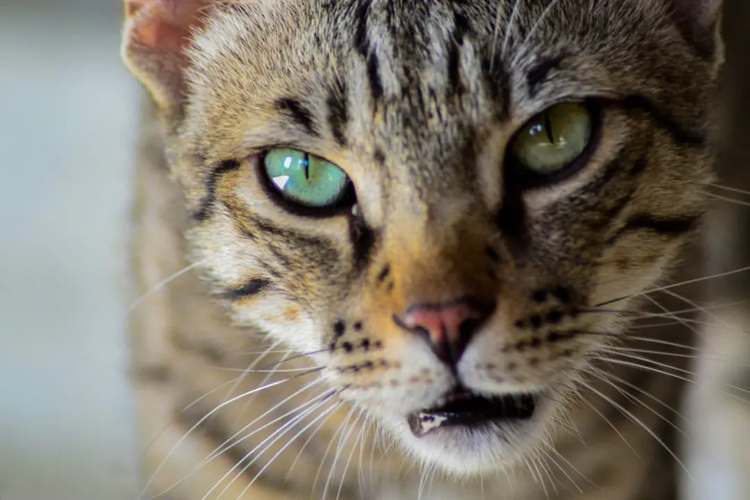 Creative-and-Unique-Cat-Names-Ideas Talis Us