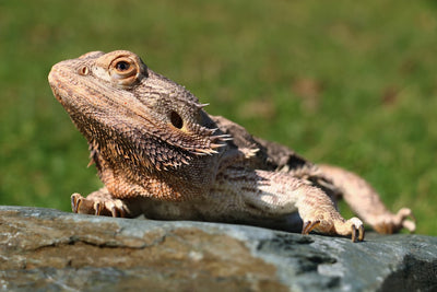 Creating the Perfect Bearded Dragon Vivarium