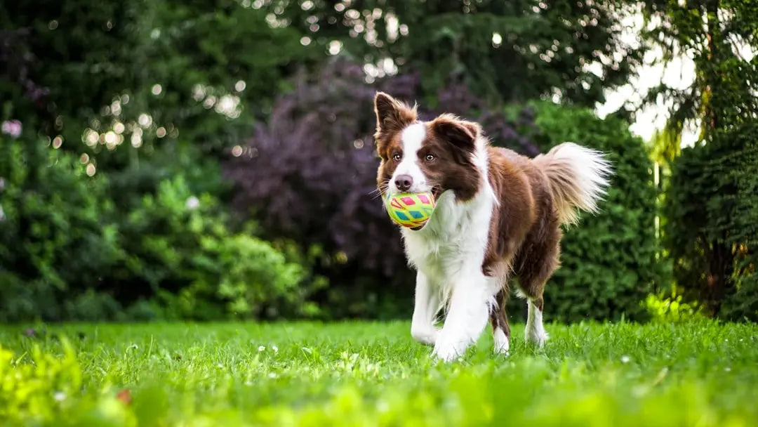Understanding-the-Risks-of-Frozen-Meat-for-Dogs Talis Us