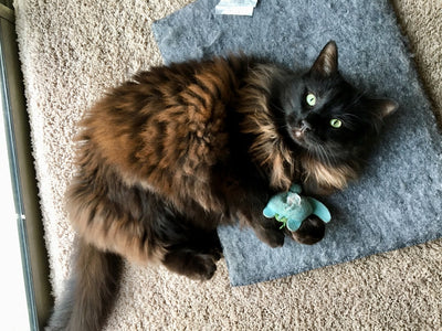 Top 10 Engaging Cat Toys for Play