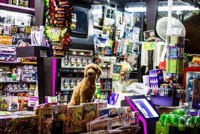What are the best online stores for high-quality pet food