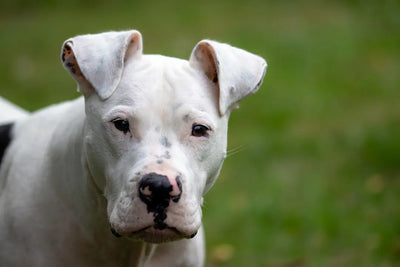 Tough-Dog-Toys-for-Aggressive-Chewers-Find-the-Best-Here Talis Us