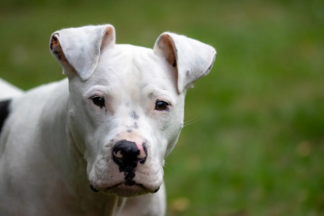 Tough-Dog-Toys-for-Aggressive-Chewers-Find-the-Best-Here Talis Us