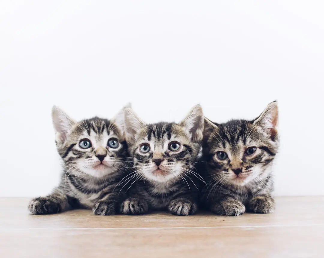 The-Benefits-of-Tuna-in-Cat-Food Talis Us