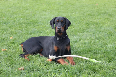 Understanding-the-Benefits-of-Bully-Sticks Talis Us