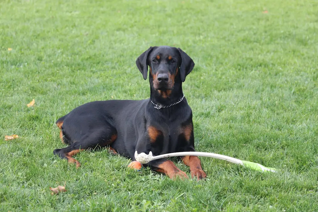 Understanding-the-Benefits-of-Bully-Sticks Talis Us