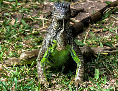 Nutritional Supplements That Keep Reptiles Thriving