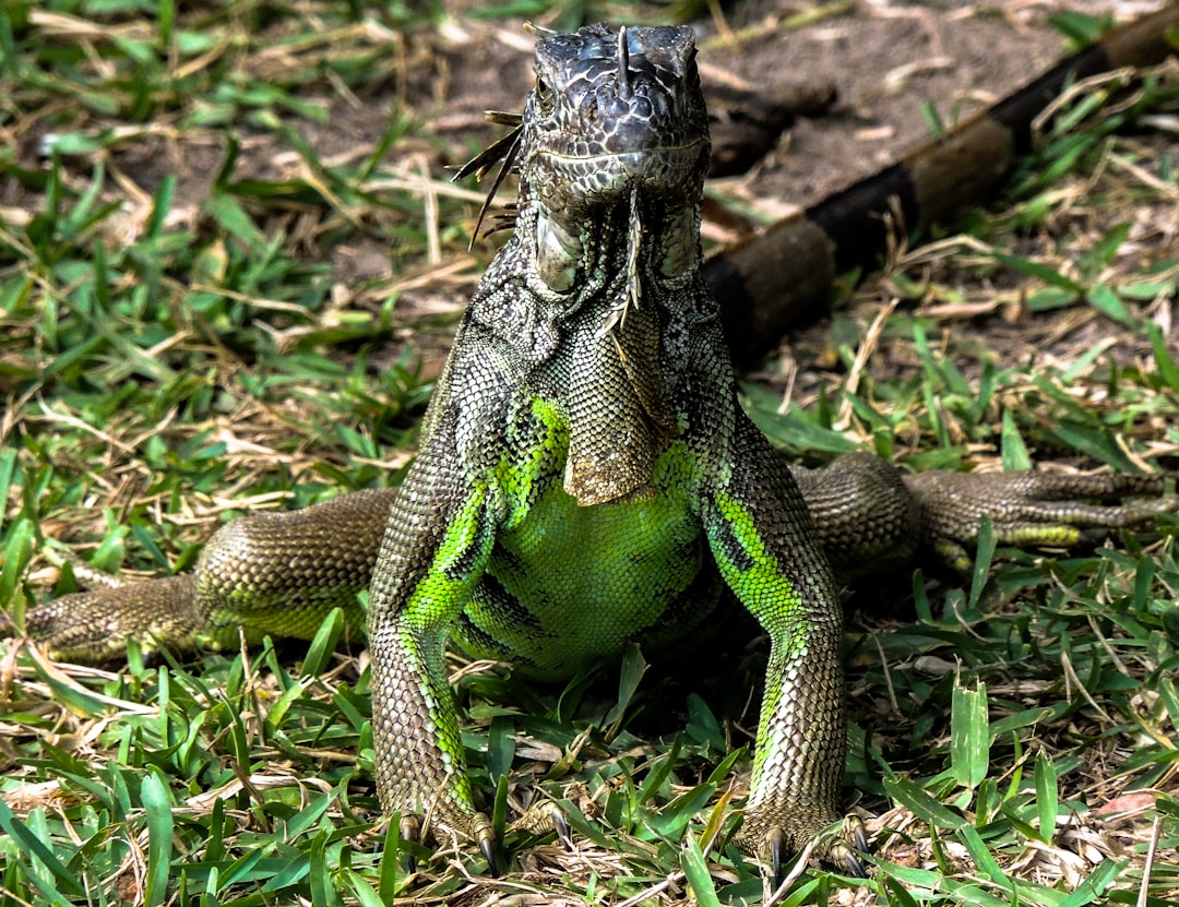 Nutritional Supplements That Keep Reptiles Thriving