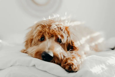 Nourish-Your-Pup-with-Homemade-Bone-Broth-for-Dogs Talis Us
