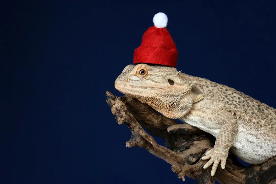 Essential-Guide-Best-Food-for-Bearded-Dragons-Explained Talis Us