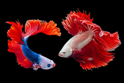 Illuminate-Your-Aquarium-Best-LED-Lights-for-Fish-Tanks Talis Us