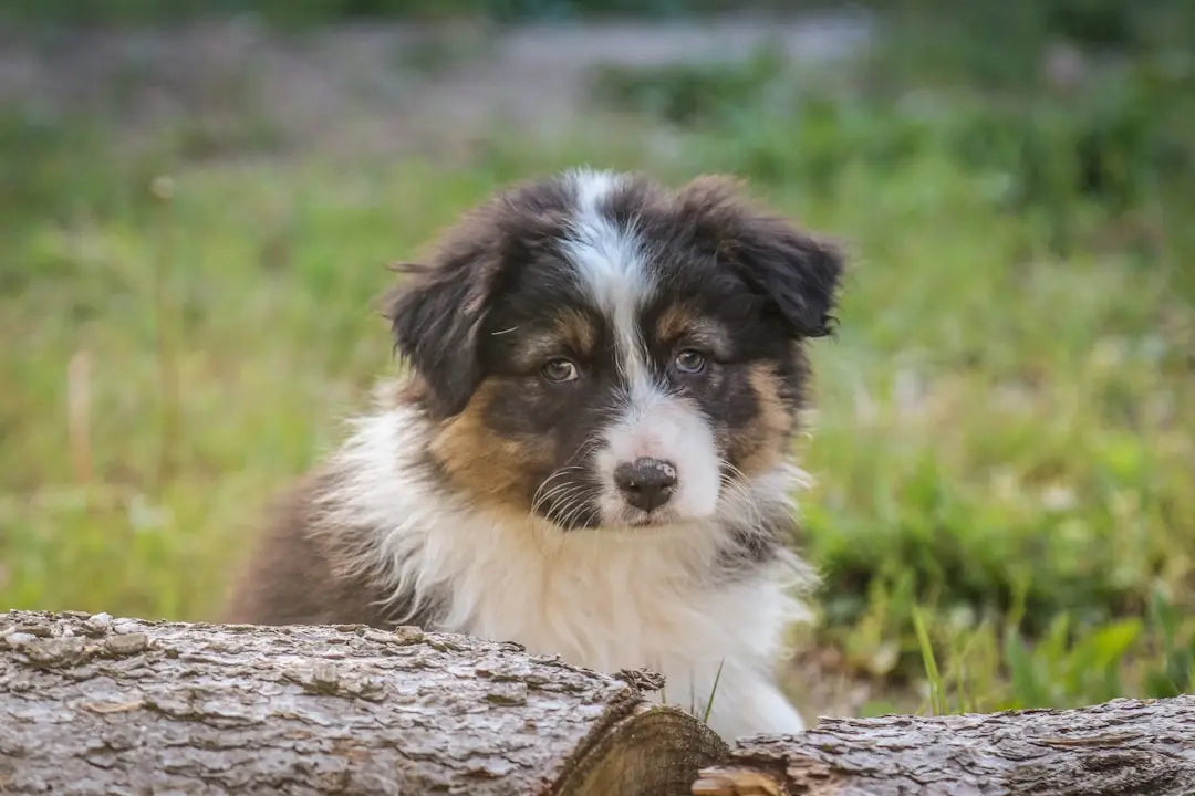 Discover-Quality-Nutrition-for-Pets-Nutrisource Talis Us