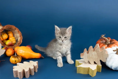 Freeze-Dried-Cat-Food-for-Optimal-Feline-Nutrition Talis Us