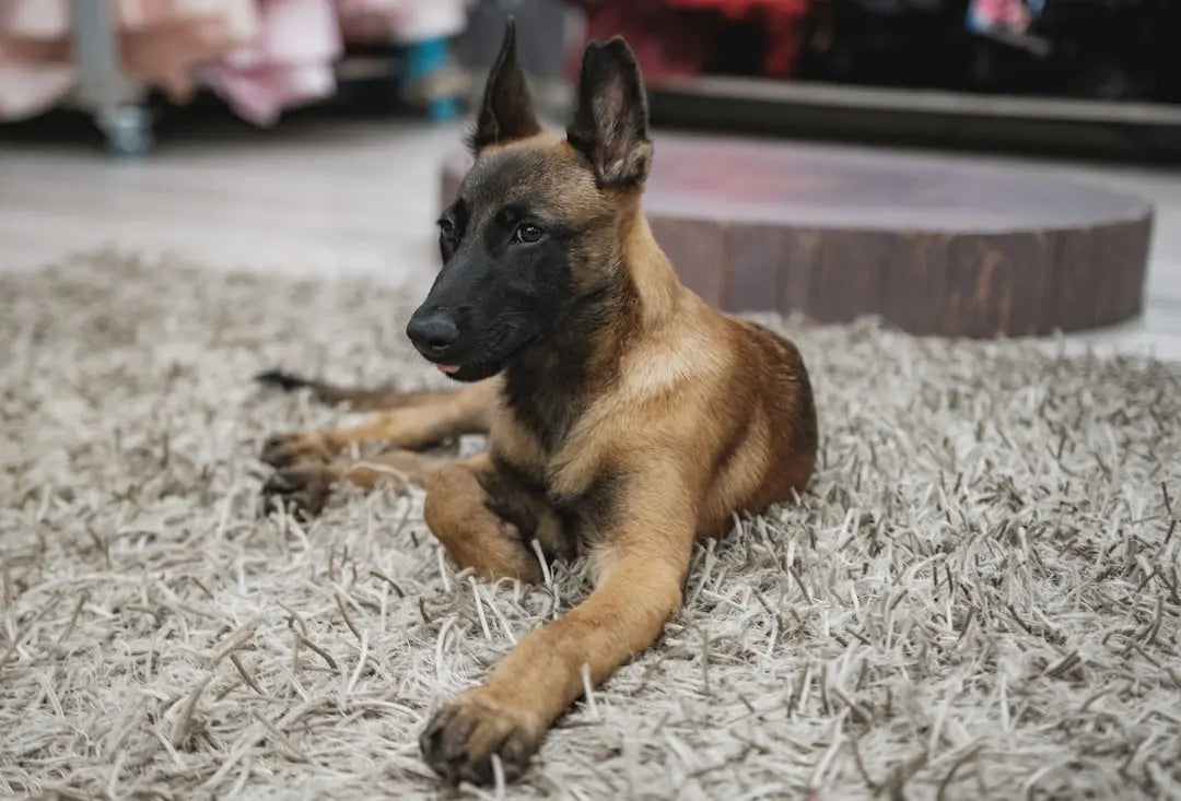 Belgian-malinois-feeding-chart-by-age Talis Us