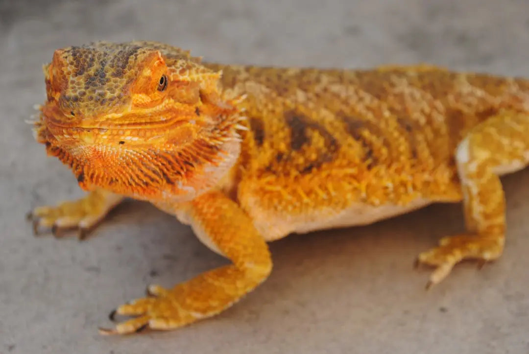 Discover-the-Benefits-of-UVB-Lamps-for-Reptile-Well-Being Talis Us