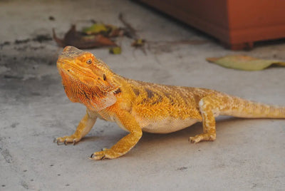 Maximize-Efficiency-with-Basking-Bulbs-for-Reptile-Habitats Talis Us