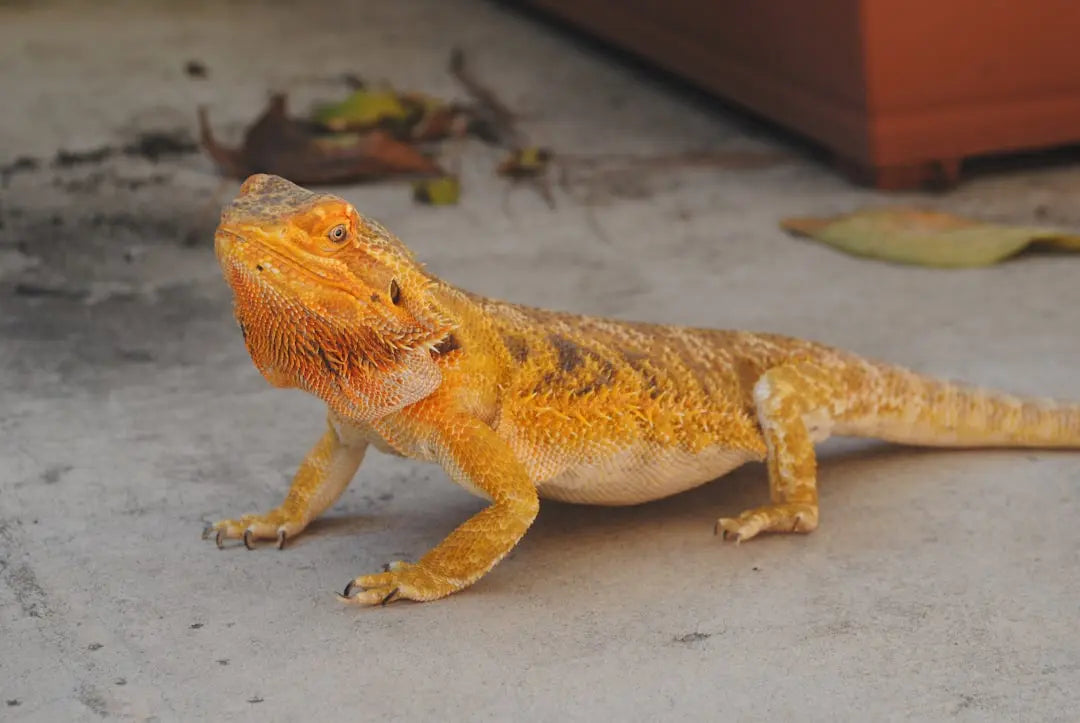 Maximize-Efficiency-with-Basking-Bulbs-for-Reptile-Habitats Talis Us