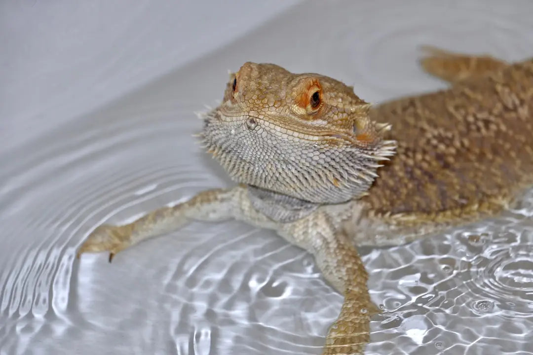 Maintaining-Optimal-Humidity-for-Bearded-Dragons Talis Us