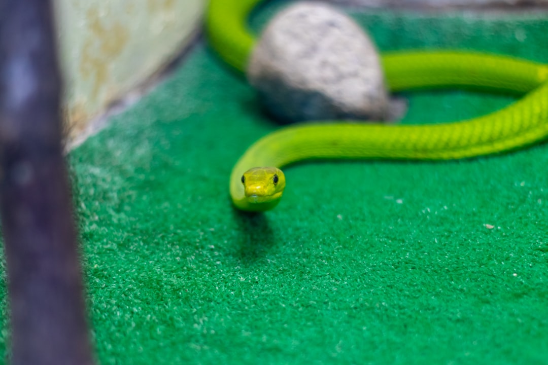 Master Corn Snake Breeding Season: Top Tips You Need to Know