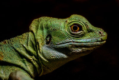 Trusted Websites for Reptile Care