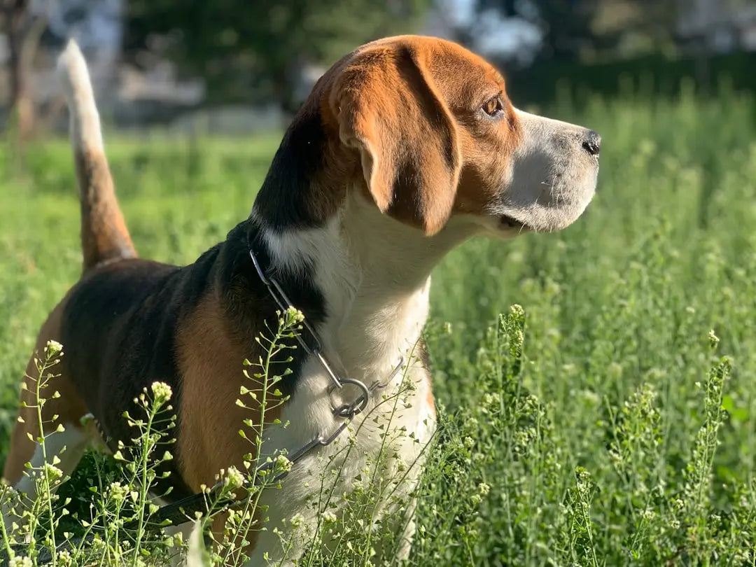 Tasty-Dog-Biscuit-Recipes-Perfect-for-First-Time-Bakers Talis Us