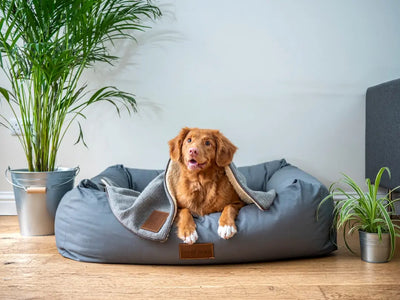 Is-grain-free-bad-for-dogs Talis Us