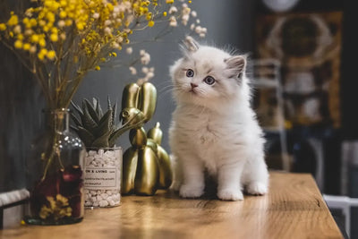 Easy-DIY-Cat-Treats-for-Picky-Eaters-A-Helpful-Guide Talis Us