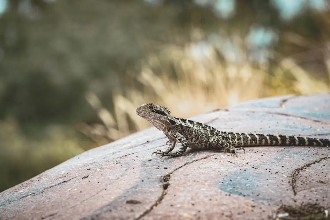 Enhance-Pet-Care-with-Bearded-Dragon-Food-Delivery-Service Talis Us