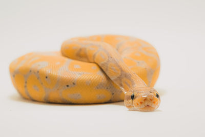 Essential Tips for Building Snake Enclosures