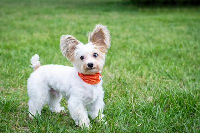 What-is-the-best-dog-food-for-small-dogs Talis Us