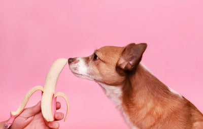 Creating-Custom-Fresh-Dog-Food-Meal-Plans Talis Us