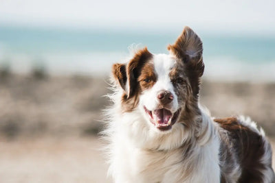 Benefits-of-Cow-Hoof-Chews-for-Dogs Talis Us