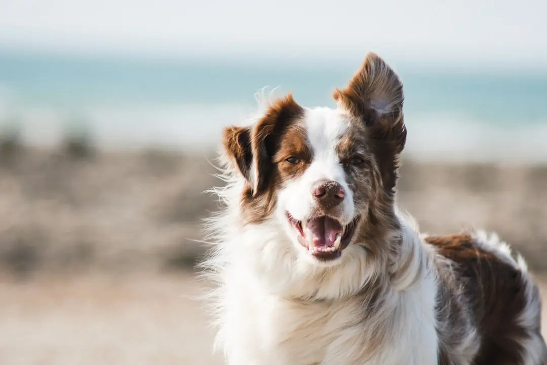 Benefits-of-Cow-Hoof-Chews-for-Dogs Talis Us