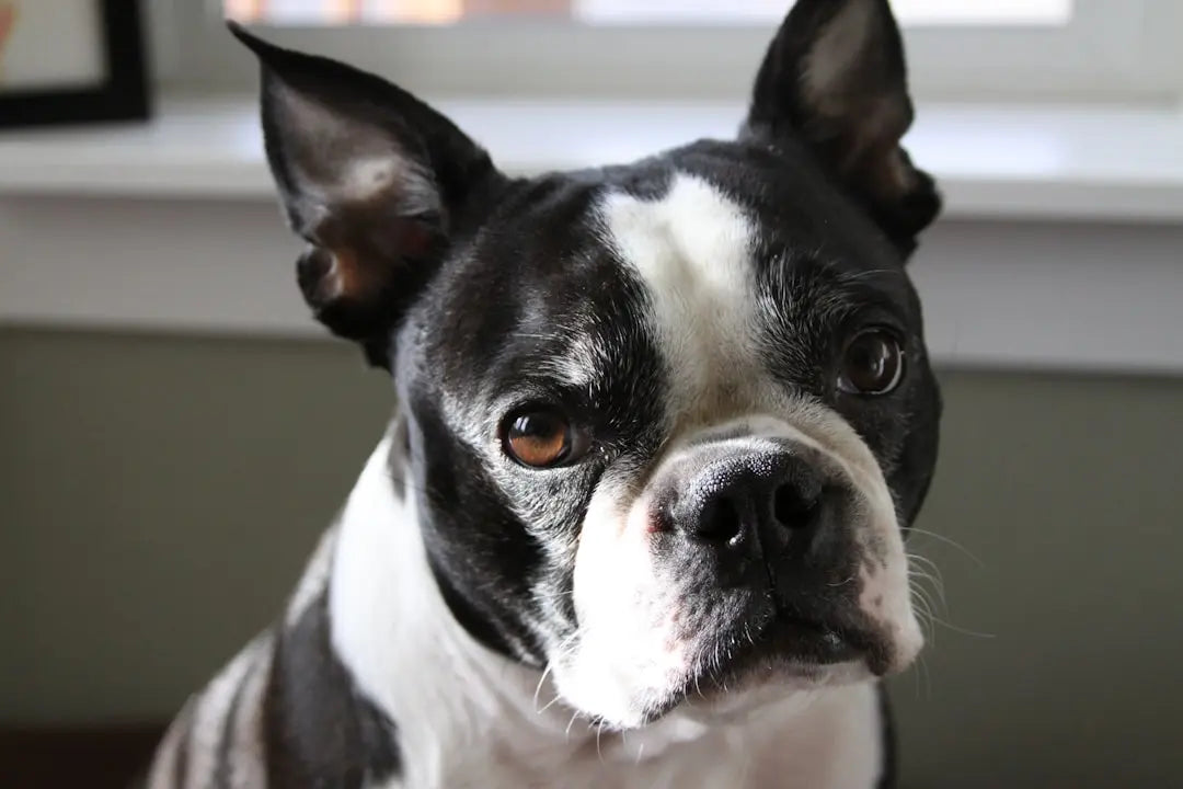 Health-Benefits-of-Blueberries-for-Dogs Talis Us