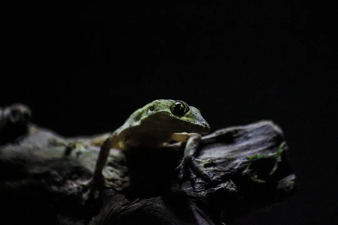 Benefits-of-Using-a-Reptile-Light-Dimmer Talis Us