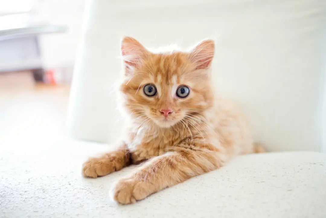 Benefits-of-Feeding-Your-Cat-Lamb-Food Talis Us