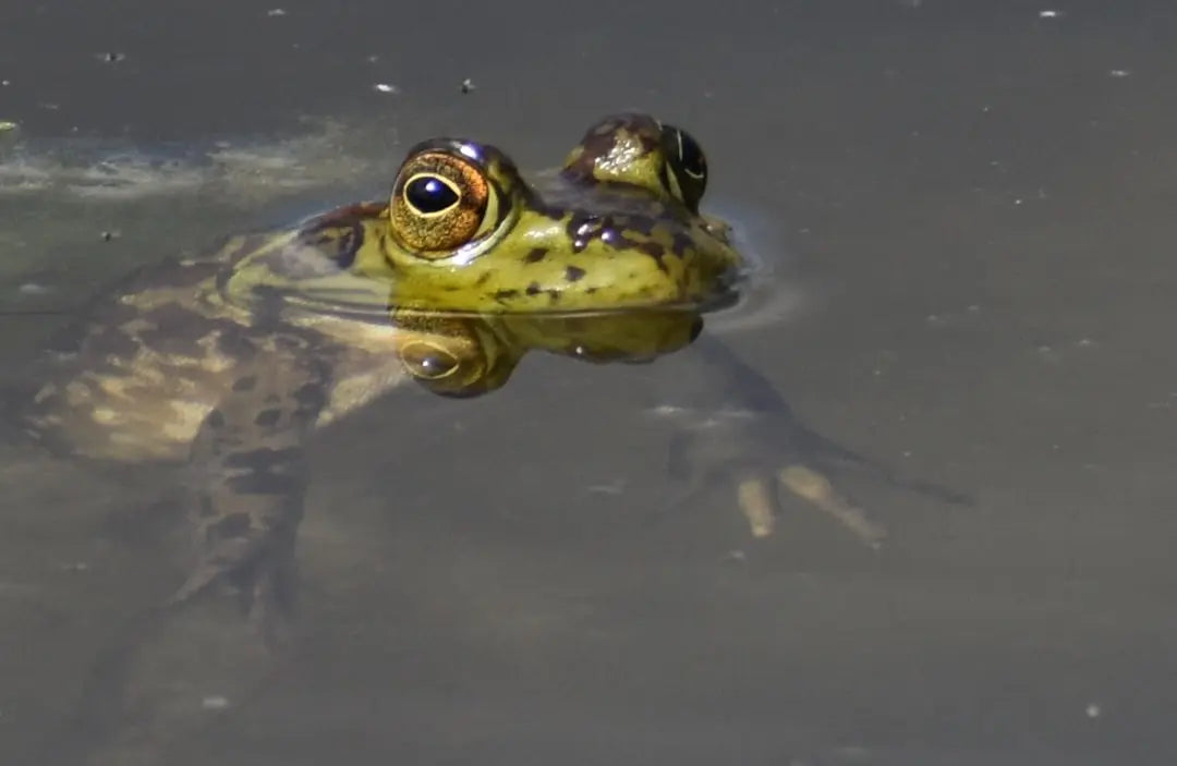 Transforming-Tadpoles-A-Complete-Frog-Kit-Guide Talis Us
