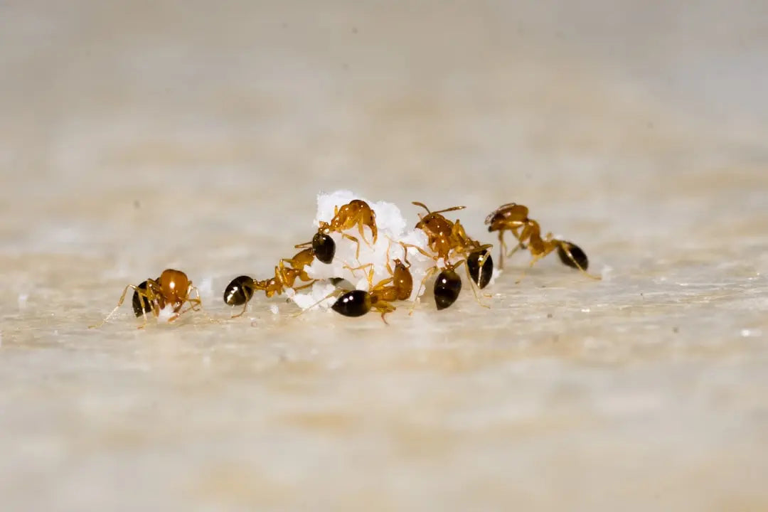 Mastering-Ant-Cube-Maintenance-Key-Tips-to-Follow Talis Us