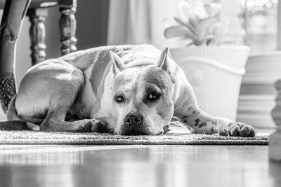 Optimal Nutritional Guidelines for Wet Dog Food Choices