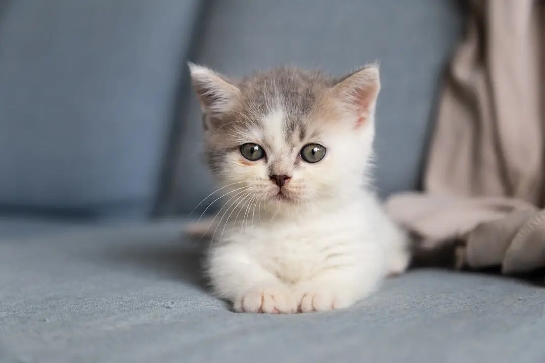 Top-Tuna-Brands-for-Happy-Cats Talis Us