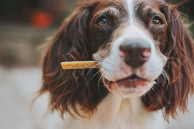 The Top 10 Dog Treats for Senior Dogs