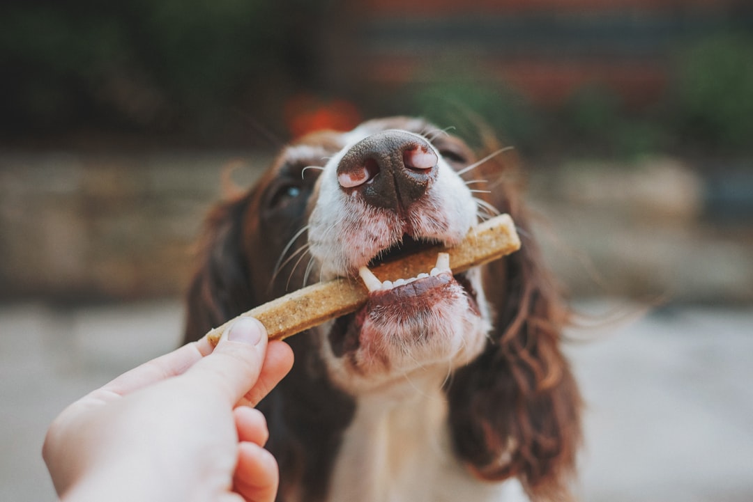 Benefits-of-Air-Dried-Dog-Food Talis Us