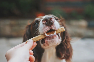 Give Your Dog a Treat with Natural Bully Stick Dog Treats