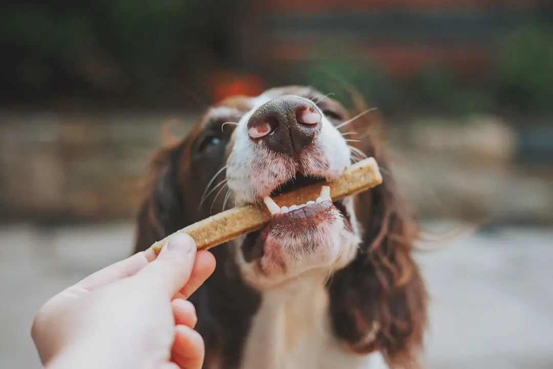 Top-Dental-Chews-to-Keep-Dogs-Healthy Talis Us