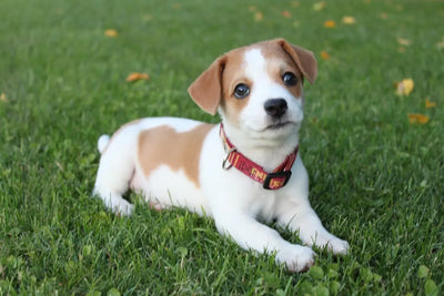 Choosing-the-Best-Science-Plan-Puppy-Wet-Food Talis Us