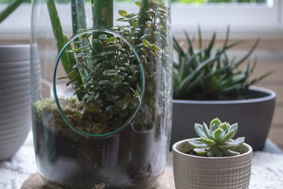 Achieving the Balance of Nature in Your Terrarium: The Key to Happy Reptiles
