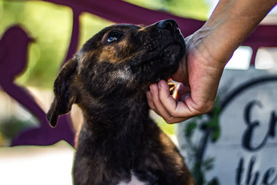 San-Bernardino-Animal-Shelter-Caring-for-Unwanted-Animals Talis Us