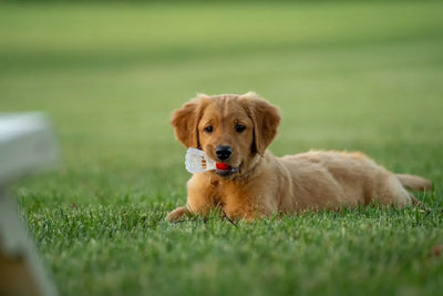 Why-Choose-Long-Lasting-Dog-Dental-Treats-for-Breath-Freshening Talis Us