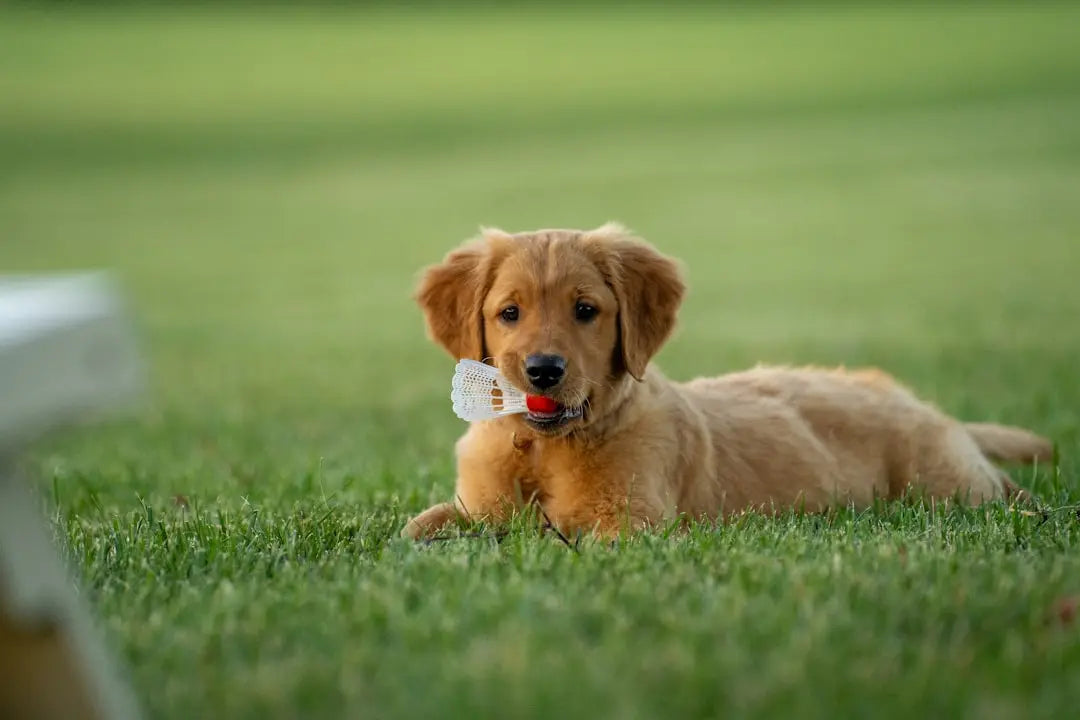Why-Choose-Long-Lasting-Dog-Dental-Treats-for-Breath-Freshening Talis Us